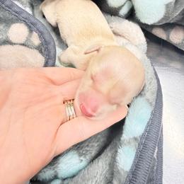 Stryker - Cream male Dachshund puppy in Dickinson, Texas from Lily of the Valley