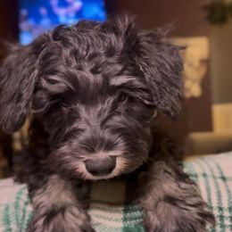 Shadow - Black and silver male Miniature Schnauzer puppy in Akeley, Minnesota from Great Northern Schnauzers