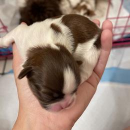 Shih Tzu Puppies from Wood Foo Breeders