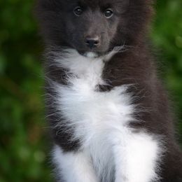 Teddy - Black and white male Shetland Sheepdog puppy in Howel, Michigan from Allison Gilbert
