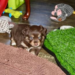 Ginger - Red tri female Miniature Australian Shepherd puppy in Fort Smith, Arkansas from Rye Hill Aussies