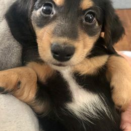 Dachshund Puppies from Primo Dachshunds