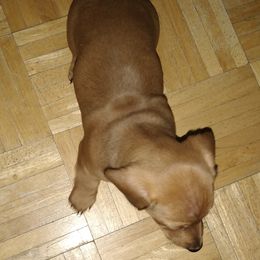 Dachshund Puppies from Hot Lil' Doggies  Dachshunds