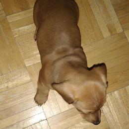 Dachshund Puppies from Hot Lil' Doggies  Dachshunds