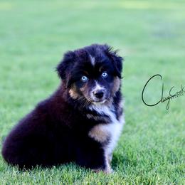 Martin - Black tri male Miniature Australian Shepherd puppy in Prague, Oklahoma from Clay Creek Aussies