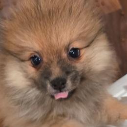 Aubrey Bliss - Red sable female Pomeranian puppy in El Centro, California from BabyBooPoms