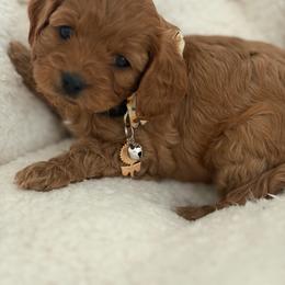 Daisy - Red female Cavapoo puppy in Wanette, Oklahoma from Christina Kolovos