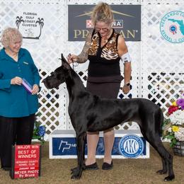 Great Dane puppies from Tidal Wave Danes
