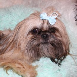 Milo - Shih Tzu