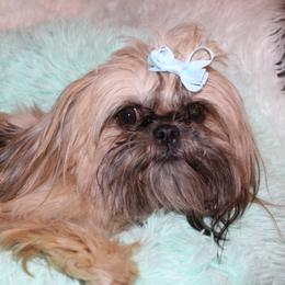Milo - Shih Tzu