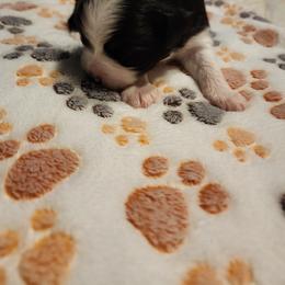 Toy Australian Shepherd Puppies from Crazy Aussie Chaos