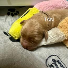 Tan Collar - Golden male Golden Retriever puppy in Tulsa, Oklahoma from Triple J Goldens, LLC