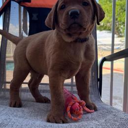 Sven - Yellow male Labrador Retriever puppy in Carlsbad, New Mexico from ECMO Farm Dalmatians & Labrador Retrievers