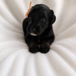 Storm - Phantom female Goldendoodle puppy in Glendale, Arizona from CocoLove Doodles