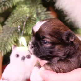 Shih Tzu Puppies from Chrysanthemum Creek