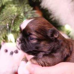 Shih Tzu Puppies from Chrysanthemum Creek