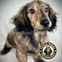 Mocha 2500 - Cream male Dachshund puppy in Houston, Texas from Texas Regal Dachshunds LLC