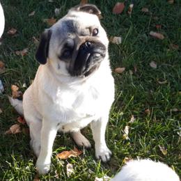 Petunia - Fawn female Pug puppy in Spokane, Washington from Blue Haven Stable