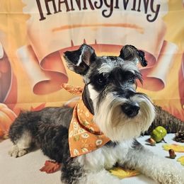 Bruce - Miniature Schnauzer