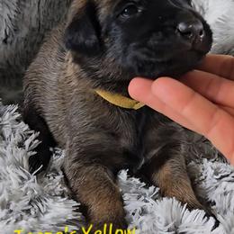 Teeze's Yellow - Mahogany female Belgian Malinois puppy in Berry, Alabama from North River k9