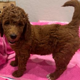 Ruby - Red  female Goldendoodle puppy in Maricopa, Arizona from AZ Designer Goldendoodles