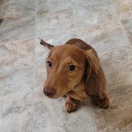 Dachshund Puppies from CLARK'S BREEDING PROGRAM
