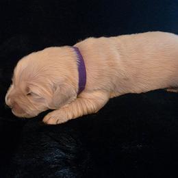 Mama Heffalump ( purple) - Light golden female Golden Retriever puppy in Clarksville, Tennessee from 255 Goldens