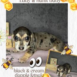 Girl 2 - Dapple female Dachshund puppy in Valrico, Florida from Bloomin Doxies
