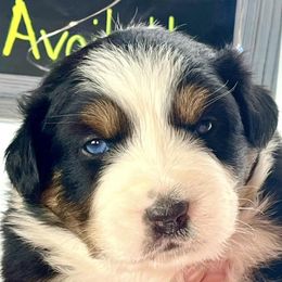 Girl 5 - Black tri-color Australian Shepherd puppy in Gowen, Michigan from XA AUSTRALIAN SHEPHERDS