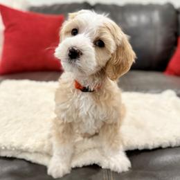 Orange girl. Chili - Parti female Goldendoodle puppy in Twin Falls, Idaho from Magic Valley Family Doodles