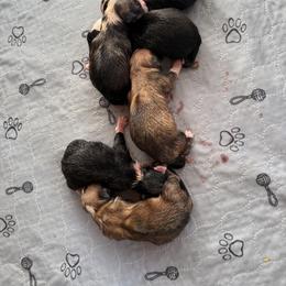 American Corgi and Pembroke Welsh Corgi Puppies from Coastal country Farms