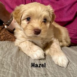 Havanese Puppies from Rose Hill Havanese