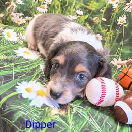 Dipper - Blue and cream male Dachshund puppy in Grove, Oklahoma from Dachs on the lake