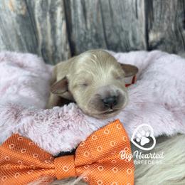 Finn - Cream male Companion Cross puppy in Utah County, Utah from Big Hearted Breeders