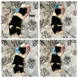 Cavalier King Charles Spaniel Puppies from Wilburn Cavalier King Charles