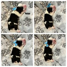 Cavalier King Charles Spaniel Puppies from Wilburn Cavalier King Charles