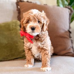 Bronco - Apricot male Goldendoodle puppy in Garden Grove, California from Sunkissed Doodles