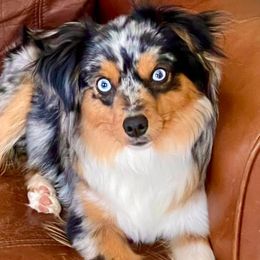 Miniature Australian Shepherds and Toy Australian Shepherds from Stockman Farms