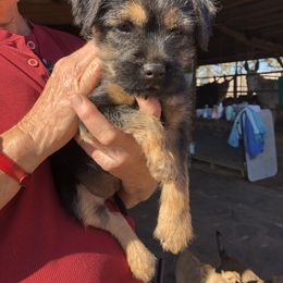 Border Terrier Puppies from Jessica’s Border Terriers