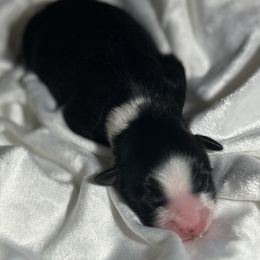 Oakley - Black tri male Miniature Australian Shepherd puppy in Visalia, California from Furrever.Mini.Aussies.llc