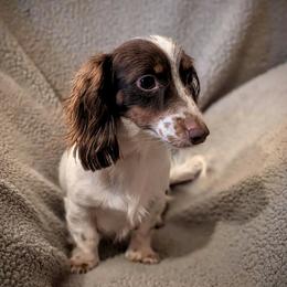 Mosley - Dachshund