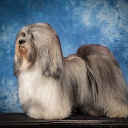Havanese from TaLyn