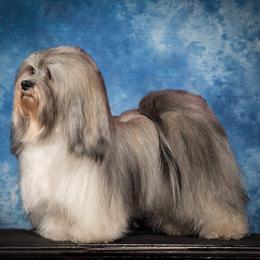 Havanese from TaLyn