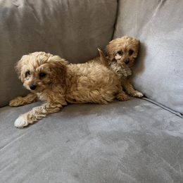 Cavapoo Puppies from Campbell Cavapoos