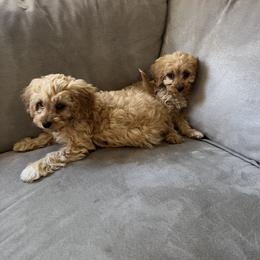 Cavapoo Puppies from Campbell Cavapoos