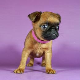 Pink collar girl - Red female Brussels Griffon puppy in Florida from Robin’s Griffons