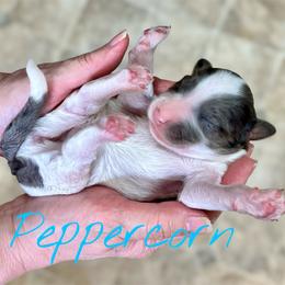 Peppercorn - Merle female Goldendoodle puppy in Mocksville, North Carolina from Little Bear Doodles