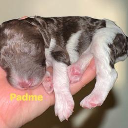 Padme - Parti female Poodle puppy in Prosperity, Pennsylvania from Stelladoodles & Company