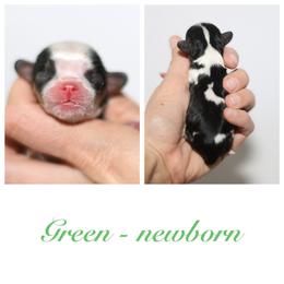 Green - Tri-color male Cavalier King Charles Spaniel puppy in Flagstaff, Arizona from Cadelia Cavalier King Charles Spaniels