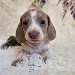Dean Isabella pie male - Fawn (isabella) and tan male Dachshund puppy in Herald, California from Bluegum Dachshunds